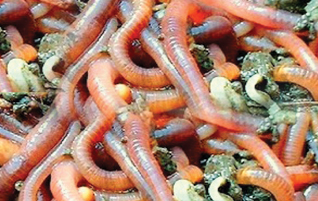 Lombricompuesto  Hidrocomp 